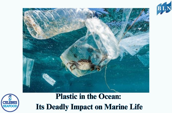 Plastic in the Ocean: Its Deadly Impact on Marine Life